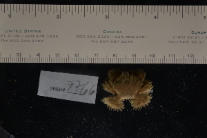  ( - LACM:DISCO:7766)  @11 [ ] CreativeCommons  Attribution (by) (2018) Natural History Museum of Los Angeles County Natural History Museum of Los Angeles County