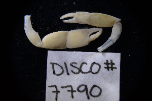  ( - LACM:DISCO:7790)  @11 [ ] CreativeCommons  Attribution (by) (2018) Natural History Museum of Los Angeles County Natural History Museum of Los Angeles County