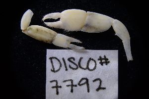  ( - LACM:DISCO:7792)  @11 [ ] CreativeCommons  Attribution (by) (2018) Natural History Museum of Los Angeles County Natural History Museum of Los Angeles County
