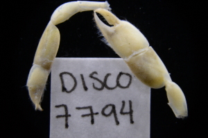  ( - LACM:DISCO:7794)  @11 [ ] CreativeCommons  Attribution (by) (2018) Natural History Museum of Los Angeles County Natural History Museum of Los Angeles County