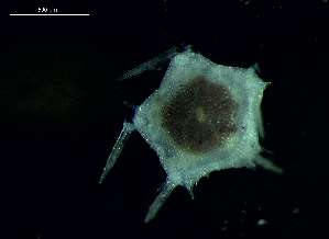  ( - DSB_96)  @11 [ ] Copyright (2015) Pedro Martinez Arbizu German Center for Marine Biodiversity Research