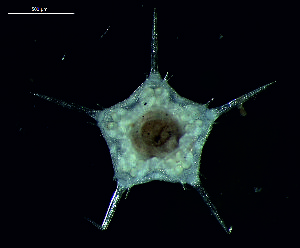  ( - DSB_97)  @11 [ ] Copyright (2015) Pedro Martinez Arbizu German Center for Marine Biodiversity Research