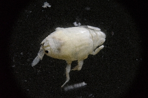  ( - LACM:DISCO:3303)  @11 [ ] CreativeCommons  Attribution (by) (2018) Natural History Museum of Los Angeles County Natural History Museum of Los Angeles County