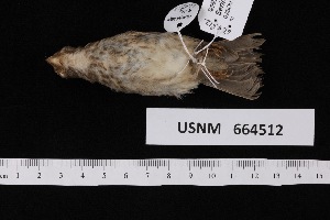  ( - USNM_664512)  @11 [ ] nrr  Unspecified Unspecified