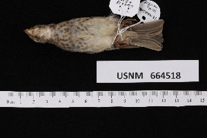  ( - USNM_664518)  @11 [ ] nrr  Unspecified Unspecified