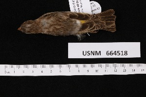  ( - USNM_664518)  @11 [ ] nrr  Unspecified Unspecified