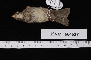  ( - USNM_664527)  @11 [ ] nrr  Unspecified Unspecified