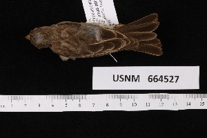  ( - USNM_664527)  @11 [ ] nrr  Unspecified Unspecified