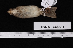  ( - USNM_664551)  @11 [ ] nrr  Unspecified Unspecified