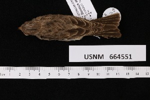  ( - USNM_664551)  @11 [ ] nrr  Unspecified Unspecified