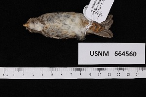  ( - USNM_664560)  @11 [ ] nrr  Unspecified Unspecified