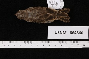  ( - USNM_664560)  @11 [ ] nrr  Unspecified Unspecified