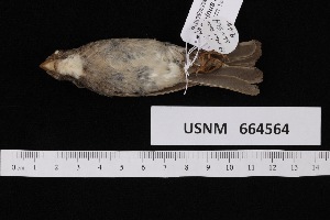  ( - USNM_664564)  @11 [ ] nrr  Unspecified Unspecified