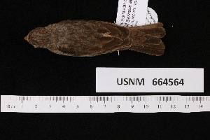  ( - USNM_664564)  @11 [ ] nrr  Unspecified Unspecified