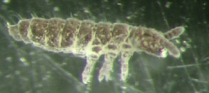  (Ceratophysella succinea - SBS-930)  @11 [ ] CC BY-NC-SA 3.0 (2021) Paul Henning Krogh DCE Ecoscience Aarhus University