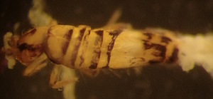  (Entomobrya cf. multifasciata - SBS-944)  @11 [ ] CC BY-NC-SA 3.0 (2021) Paul Henning Krogh DCE Ecoscience Aarhus University