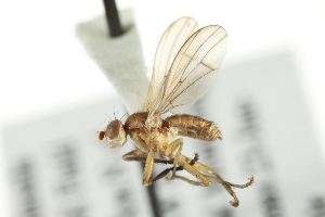  ( - KNWR 1791)  @13 [ ] CreativeCommons - Attribution (2011) CBG Photography Group Centre for Biodiversity Genomics