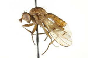  (Tetanocera fuscinervis - KNWR 5353)  @14 [ ] CreativeCommons - Attribution (2011) CBG Photography Group Centre for Biodiversity Genomics