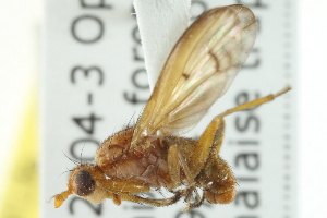  ( - KNWR 6772)  @13 [ ] CreativeCommons - Attribution (2011) CBG Photography Group Centre for Biodiversity Genomics