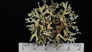  (Xanthoparmelia chlorochroa - ABMI.L.1357885)  @11 [ ] CreativeCommons  Attribution Non-Commercial Share-Alike (2022) Diane L. Haughland Alberta Biodiversity Monitoring Institute