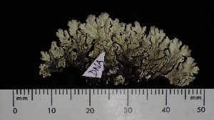  (Xanthoparmelia subdecipiens - ABMI.L.1358472)  @11 [ ] CreativeCommons  Attribution Non-Commercial Share-Alike (2022) Diane L. Haughland Alberta Biodiversity Monitoring Institute