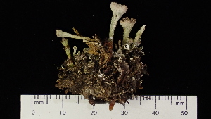  (Cladonia cryptochlorophaea - ABMI.L.668185)  @11 [ ] CreativeCommons  Attribution Non-Commercial Share-Alike (2022) Diane L. Haughland Alberta Biodiversity Monitoring Institute