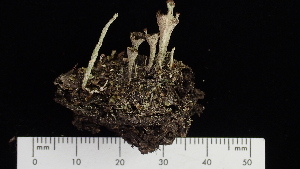  (Cladonia merochlorophaea - ABMI.L.771440)  @11 [ ] CreativeCommons  Attribution Non-Commercial Share-Alike (2022) Diane L. Haughland Alberta Biodiversity Monitoring Institute