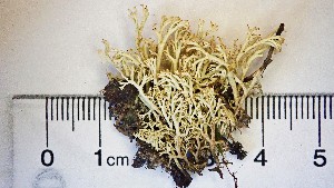  (Cladonia arbuscula - DLH-2015-88)  @11 [ ] CreativeCommons  Attribution Non-Commercial Share-Alike (2020) Diane L. Haughland Alberta Biodiversity Monitoring Institute