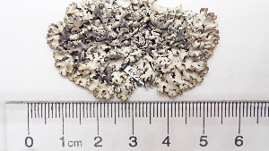  ( - DLH-2017-490)  @11 [ ] CreativeCommons - Attribution Share-Alike (2020) Diane Haughland Private Collection of Diane L. Haughland