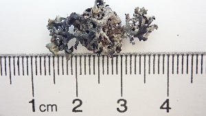  ( - DLH-2017-670)  @11 [ ] CreativeCommons  Attribution Non-Commercial Share-Alike (2020) Diane L. Haughland Unspecified