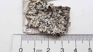  ( - DLH-2017-691)  @11 [ ] CreativeCommons  Attribution Non-Commercial Share-Alike (2020) Diane L. Haughland Unspecified