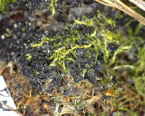  (Leptogium tenuissimum - DLH-2017-697)  @11 [ ] CreativeCommons  Attribution Non-Commercial Share-Alike (2020) Diane L. Haughland Unspecified