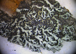  ( - DLH-2017-888)  @11 [ ] CreativeCommons  Attribution Non-Commercial Share-Alike (2020) Diane L. Haughland Unspecified