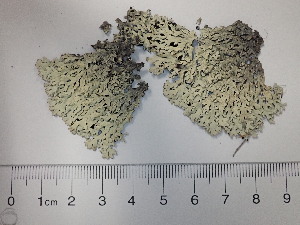  (Arctoparmelia separata - DLH-2013-130)  @11 [ ] Unspecified (default): All Rights Reserved  Unspecified Unspecified
