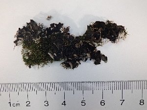  ( - DLH-2013-151)  @11 [ ] Unspecified (default): All Rights Reserved  Unspecified Unspecified