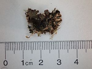  ( - DLH-2013-152)  @11 [ ] Unspecified (default): All Rights Reserved  Unspecified Unspecified