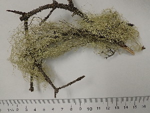  (Usnea scabrata - DLH-2015-309)  @11 [ ] Unspecified (default): All Rights Reserved  Unspecified Unspecified