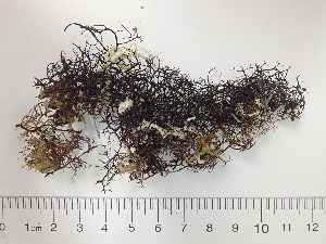  (Bryocaulon divergens - DLH-2015-334)  @11 [ ] Unspecified (default): All Rights Reserved  Unspecified Unspecified