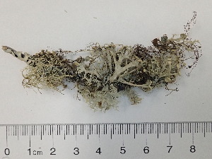  (Ramalina neopacifica - DLH-2015-386)  @11 [ ] Unspecified (default): All Rights Reserved  Unspecified Unspecified