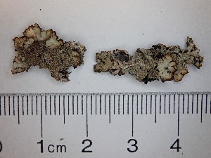  (Hypogymnia austerodes - DLH-2015-392)  @11 [ ] Unspecified (default): All Rights Reserved  Unspecified Unspecified