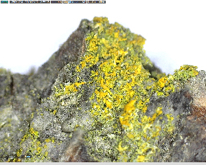  (Xanthoria candelaria - DLH-2015-401)  @11 [ ] Unspecified (default): All Rights Reserved  Unspecified Unspecified