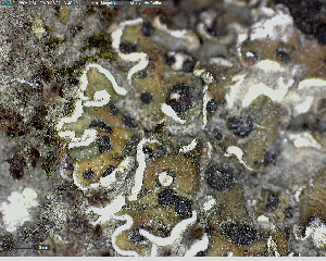  (Psora vallesiaca - DLH-2016-369A)  @11 [ ] Unspecified (default): All Rights Reserved  Unspecified Unspecified