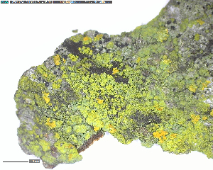  (Candelariella efflorescens - DLH-2018-206)  @11 [ ] Unspecified (default): All Rights Reserved  Unspecified Unspecified