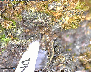  (Leptogium subtile - DLH-2018-207)  @11 [ ] Unspecified (default): All Rights Reserved  Unspecified Unspecified