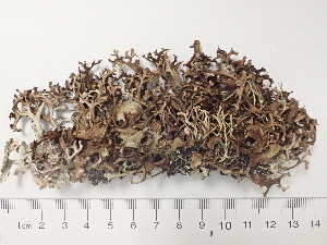  (Cetraria islandica subsp. islandica - DLH-2018-289)  @11 [ ] Unspecified (default): All Rights Reserved  Unspecified Unspecified
