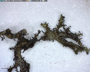  (Cetraria nigricans - DLH-2018-306A)  @11 [ ] Unspecified (default): All Rights Reserved  Unspecified Unspecified