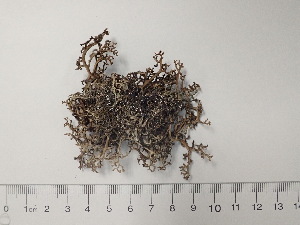  (Cetraria laevigata - DLH-2018-310)  @11 [ ] Unspecified (default): All Rights Reserved  Unspecified Unspecified