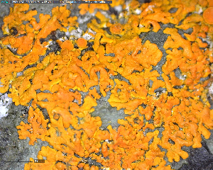  (Xanthorioideae - DLH-2018-361)  @11 [ ] Unspecified (default): All Rights Reserved  Unspecified Unspecified