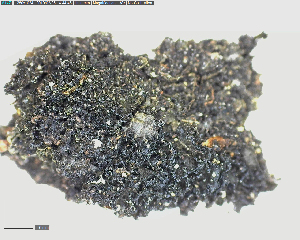  (Leptogium lichenoides - DLH-2018-362)  @11 [ ] Unspecified (default): All Rights Reserved  Unspecified Unspecified