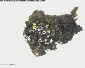  (Collema - DLH-2018-363)  @11 [ ] Unspecified (default): All Rights Reserved  Unspecified Unspecified